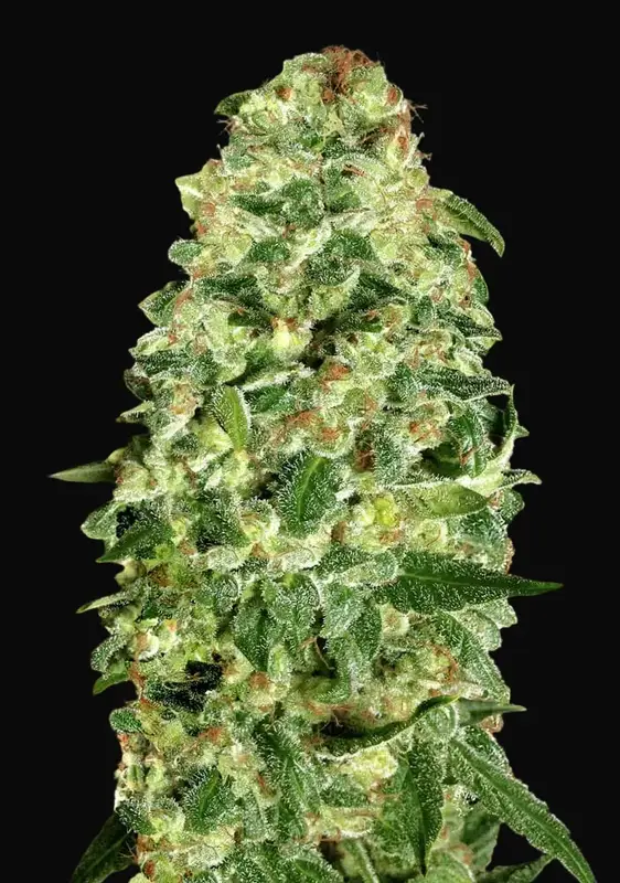 Auto California Kush