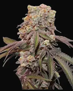 Auto Candy Bubatz XL