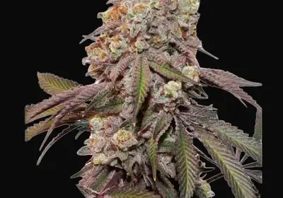 Auto Candy Bubatz XL