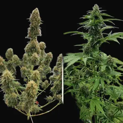 Auto Candy Bubatz XL — zdjęcie 4