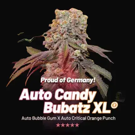 Auto Candy Bubatz XL — zdjęcie 5