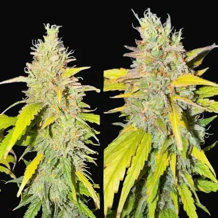 Auto Candy Bubatz XL — zdjęcie 3