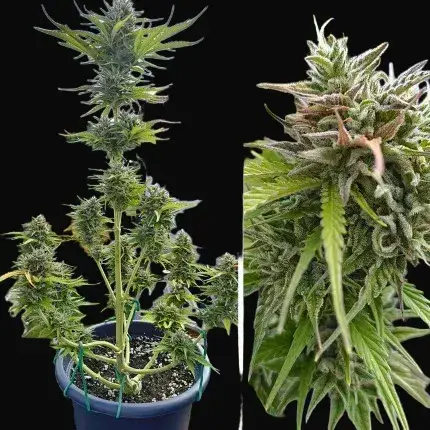 Auto Candy Bubatz XL — zdjęcie 2