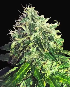 Auto Cannabis Light