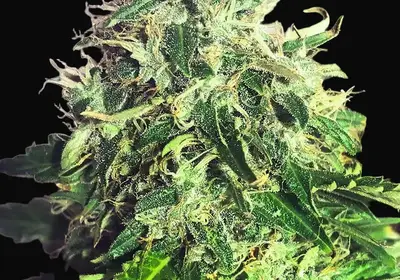 Auto Cannabis Light
