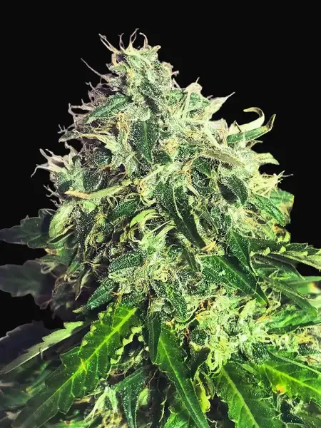 Auto Cannabis Light