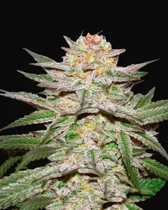 Auto Caramel King