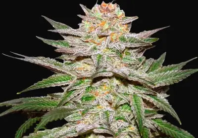 Auto Caramel King