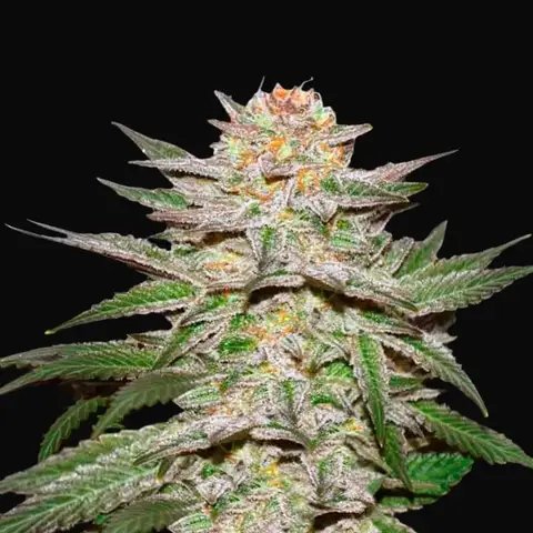 Auto Caramel King