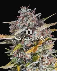 Auto Caramel OG