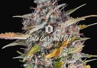 Auto Caramel OG