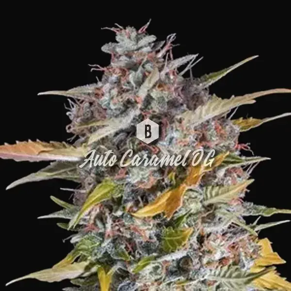 Auto Caramel OG