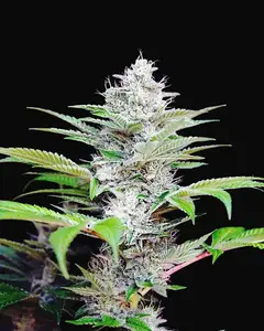 Auto CBD Star