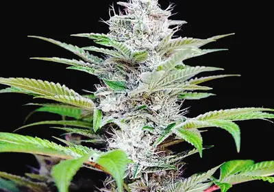 Auto CBD Star