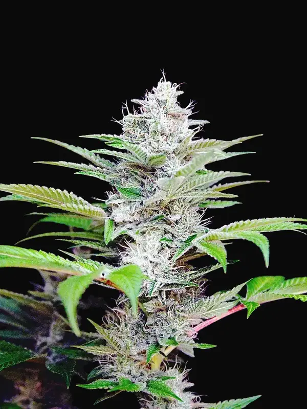 Auto CBD Star