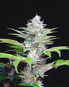 Auto CBD Star