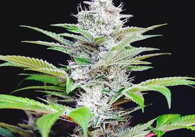 Auto CBD Star