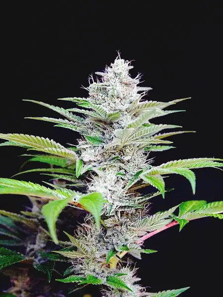 Auto CBD Star