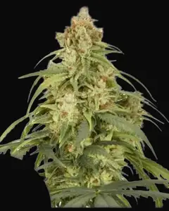 Auto CBD-Victory