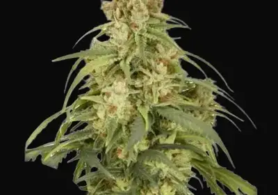 Auto CBD-Victory