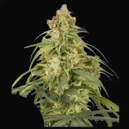 Auto CBD-Victory