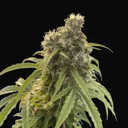 Auto CBD-Victory — zdjęcie 3