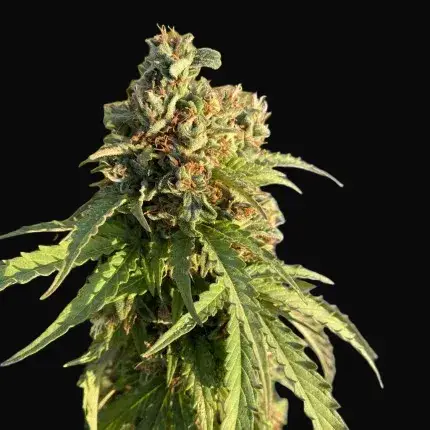 Auto CBD-Victory — zdjęcie 5