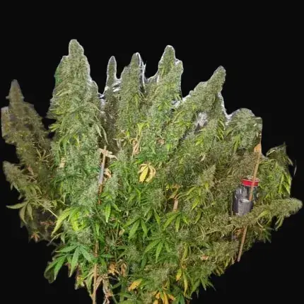 Auto CBD-Victory — zdjęcie 6