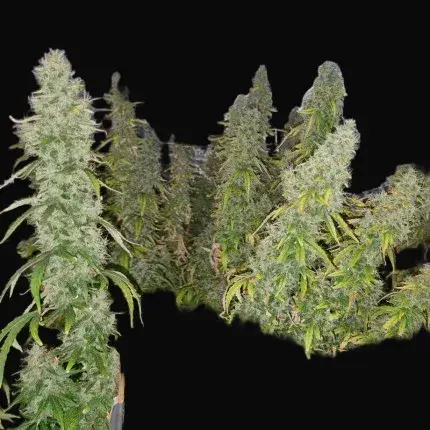 Auto CBD-Victory — zdjęcie 4