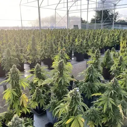 Auto CBD-Victory — zdjęcie 2