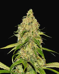 Auto CBD White Widow