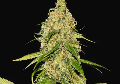 Auto CBD White Widow