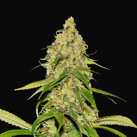 Auto CBD White Widow