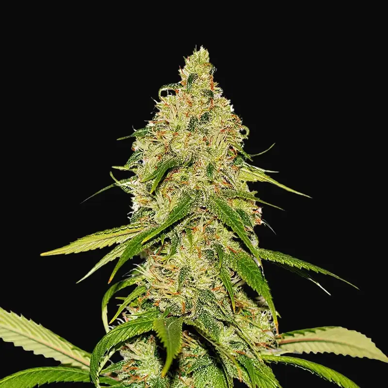 Auto CBD White Widow
