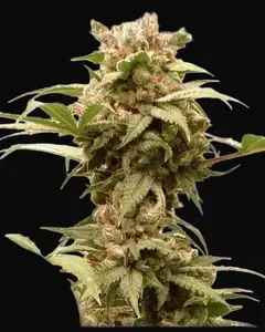 Auto CBG-Force