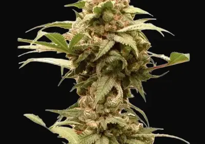 Auto CBG-Force
