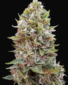 Auto Cheese Berry