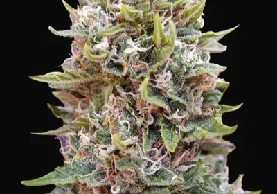 Auto Cheese Berry