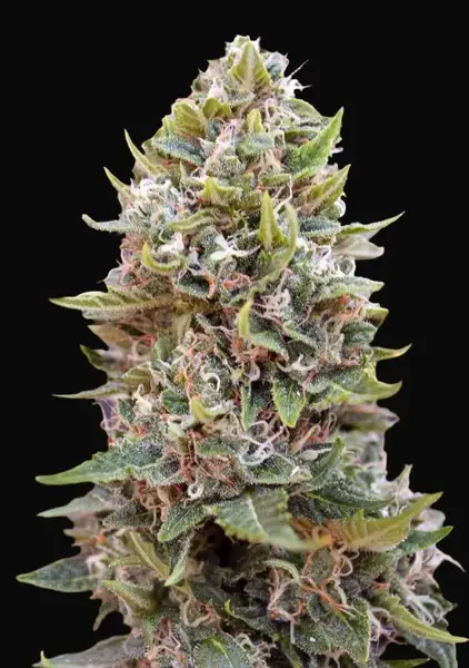 Auto Cheese Berry