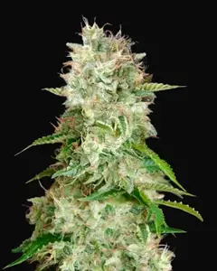 Auto Cheese