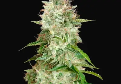 Auto Cheese