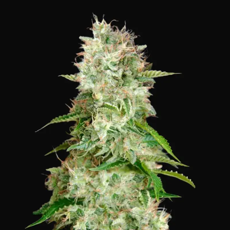 Auto Cheese
