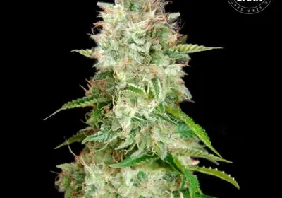 Auto Cheese