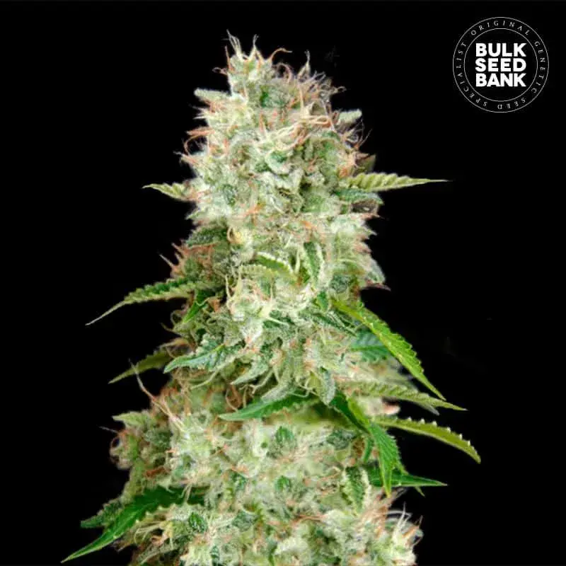 Auto Cheese