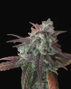 Auto Cheese Mass