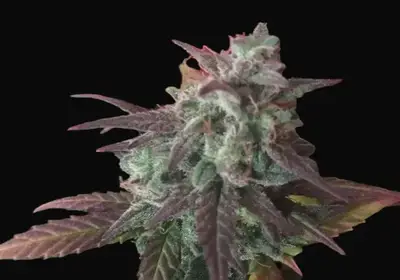 Auto Cheese Mass