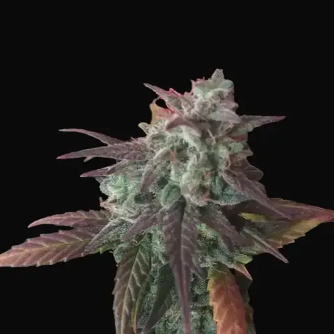 Auto Cheese Mass