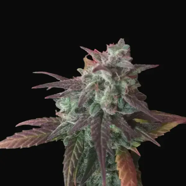 Auto Cheese Mass