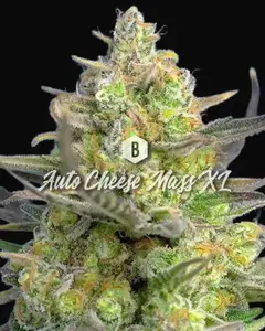 Auto Cheese Mass XL