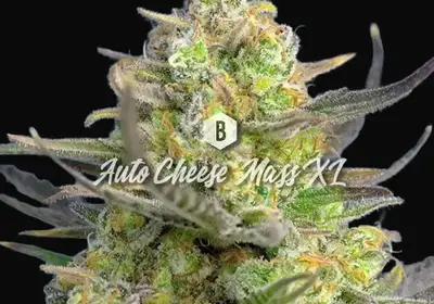 Auto Cheese Mass XL